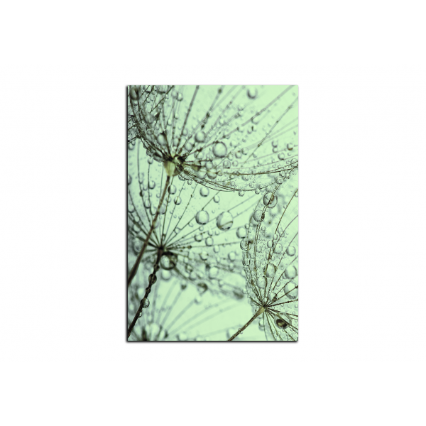 Obraz na plátně - Pampeliška s kapkami vody - obdélník